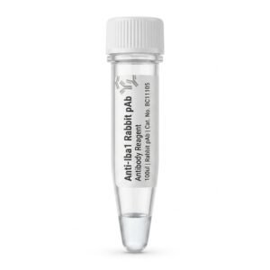 Anti-Iba1 Rabbit Polyclonal Antibody 100ul BC11105