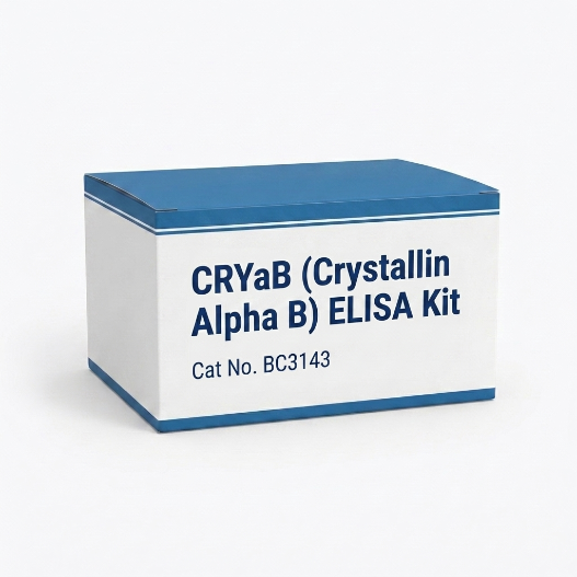 BC3143 CRYaB Crystallin Alpha B ELISA Kit 96 Test
