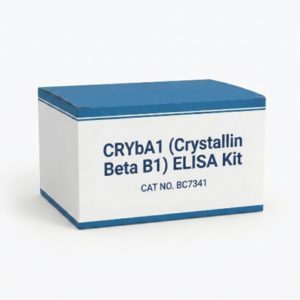 CRYbA1 ELISA Kit for Mouse - BC7341