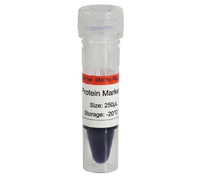 BM018-R500 Orange Prestained Protein Marker II 250ul x 2